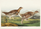 Sharp-Tailed Grouse Print - Plate 382 First Edition